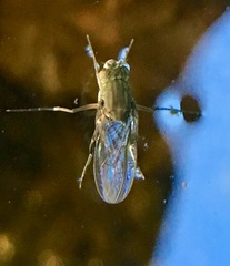 Ephydra