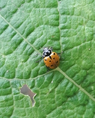 Hippodamia convergens