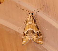 Petrophila avernalis