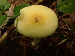 Amanita russuloides