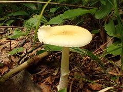 Amanita russuloides
