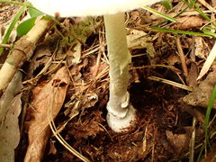 Amanita russuloides