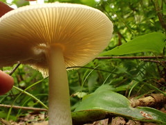 Amanita russuloides