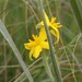 Hypoxis rigidula pilosissima - Photo (c) Alex Rebelo, some rights reserved (CC BY-NC), uploaded by Alex Rebelo