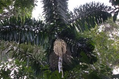 Socratea exorrhiza