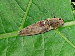 Conoderus leucophaeatus