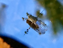 Ephydra