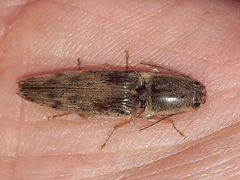 Conoderus leucophaeatus