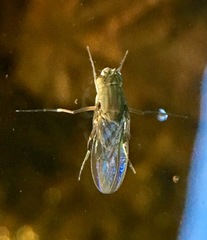 Ephydra