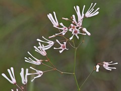 Brachystelma rubellum