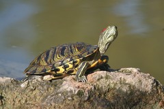 Trachemys scripta elegans