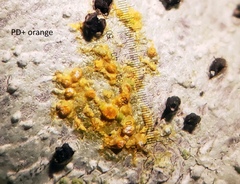 Lepra trachythallina