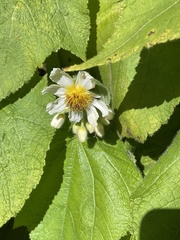 Sparrmannia