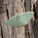 Common Gum Emerald - Photo (c) danforster, some rights reserved (CC BY-NC), uploaded by danforster