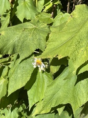 Sparrmannia