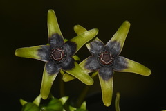 Gonolobus suberosus suberosus