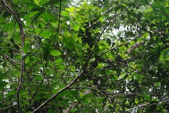 Cryptocarya natalensis