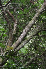 Cryptocarya natalensis