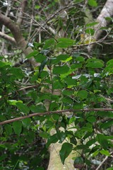 Cryptocarya natalensis