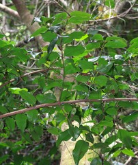 Cryptocarya natalensis