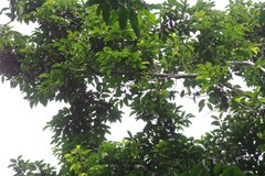 Cryptocarya natalensis