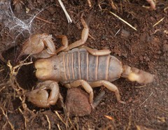 Opistophthalmus