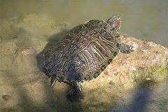 Trachemys scripta elegans
