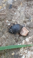 Brachycerus rotundicollis