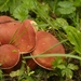Ruby Bolete - Photo (c) AnneTanne, some rights reserved (CC BY-NC)