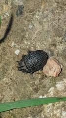 Brachycerus rotundicollis