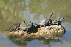 Trachemys scripta elegans