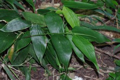 Olyra latifolia