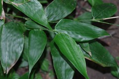 Olyra latifolia