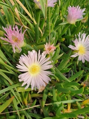 ×carpophyma mutabilis