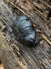 Camarops petersii