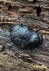 Camarops petersii