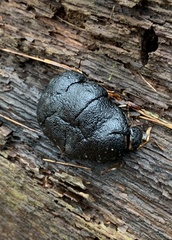 Camarops petersii