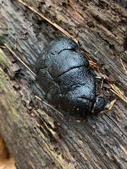 Camarops petersii