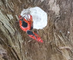 Dysdercus andreae
