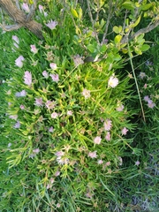 ×carpophyma mutabilis