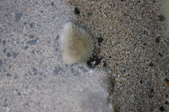 Anadara brasiliana
