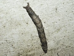 Lepidoptera