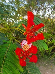 Delonix regia
