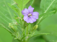 Ruellia paniculata