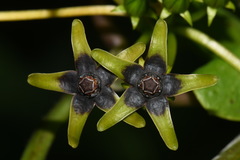 Gonolobus suberosus suberosus