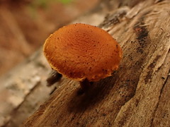 Gymnopilus picreus