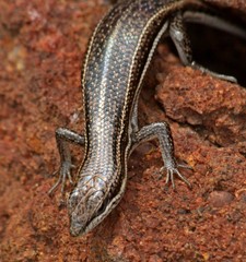Trachylepis laevigata