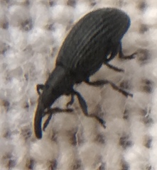 Stenopterapion tenue