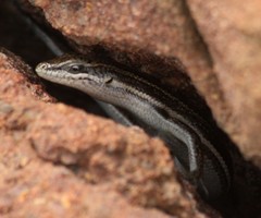 Trachylepis laevigata