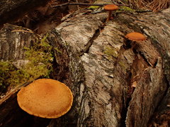 Gymnopilus picreus